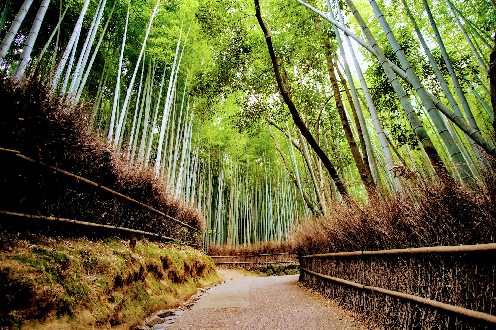 bosque de bambu Arashiyama en kioto